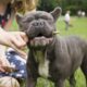 french bulldog bad breath