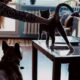 french bulldogs and cats