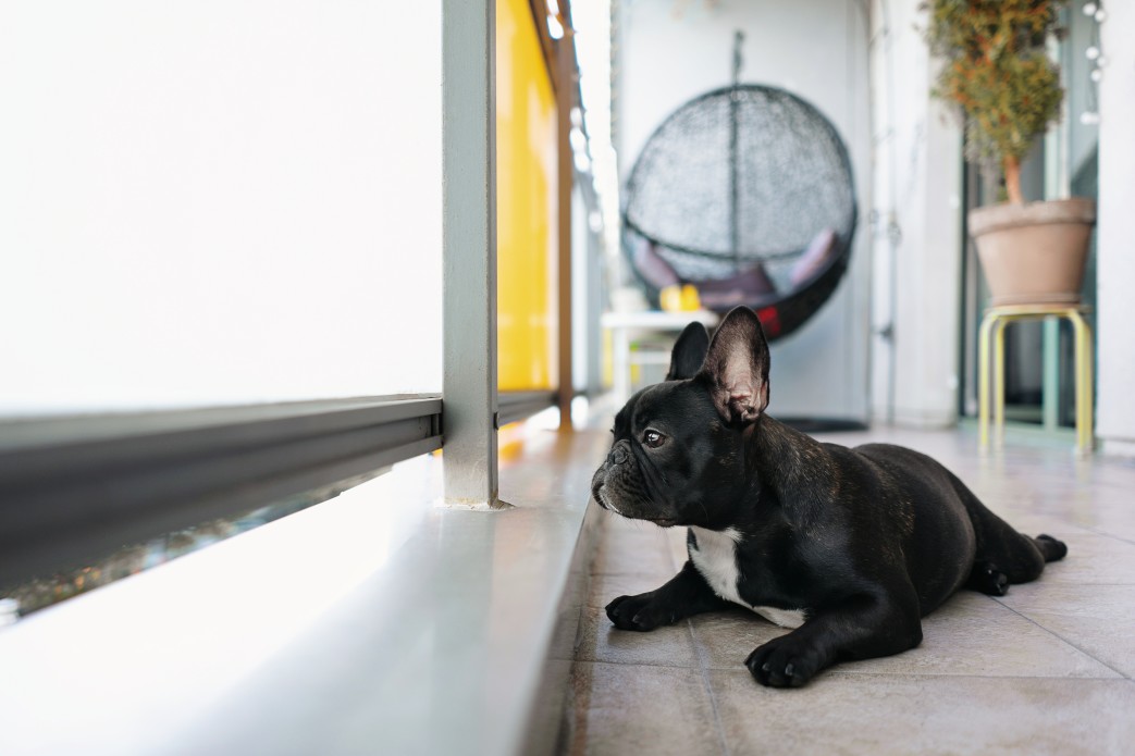 french bulldog weight