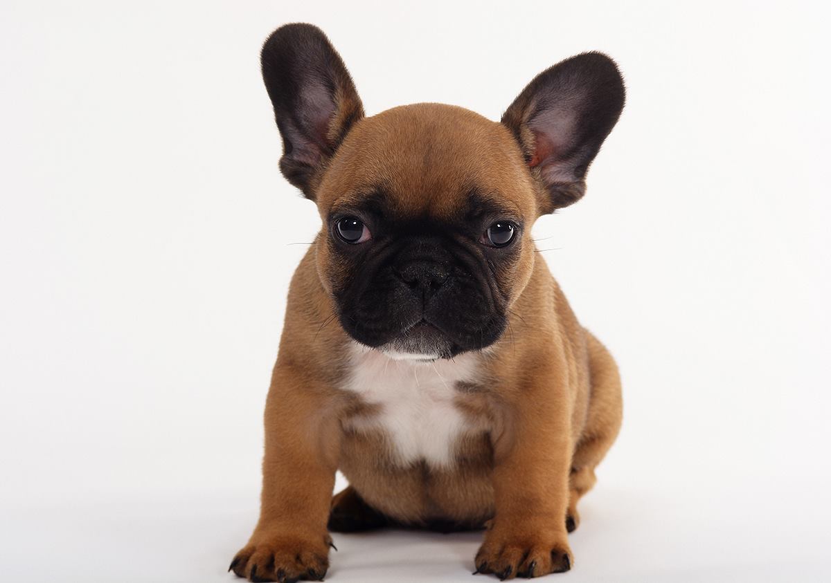 french bulldog weight