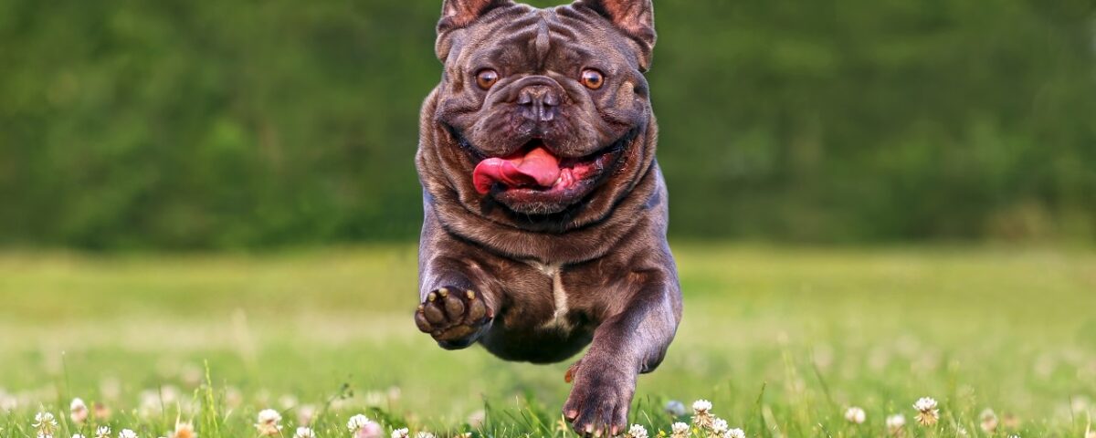 french bulldog weight