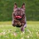 french bulldog weight