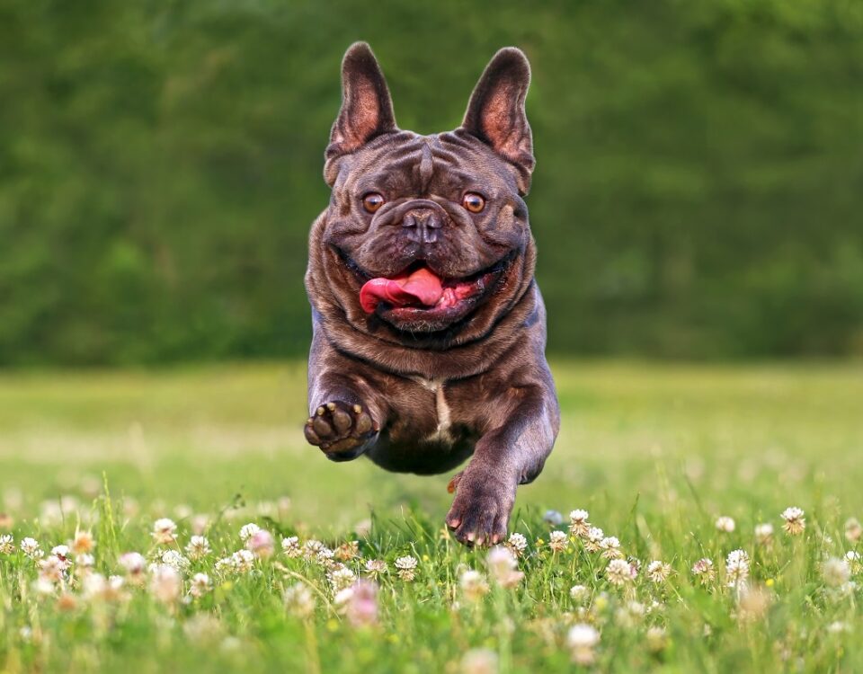 french bulldog weight
