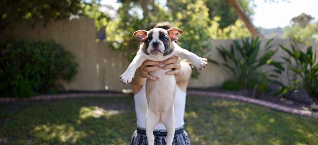 french bulldog's nails