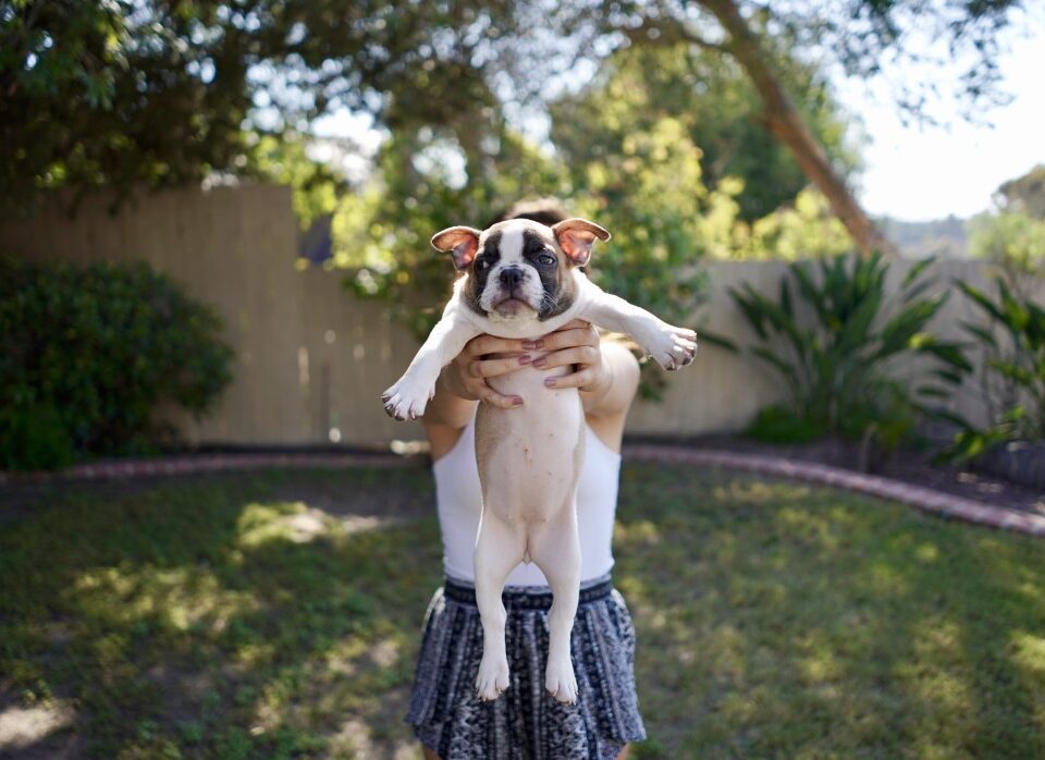 french bulldog's nails