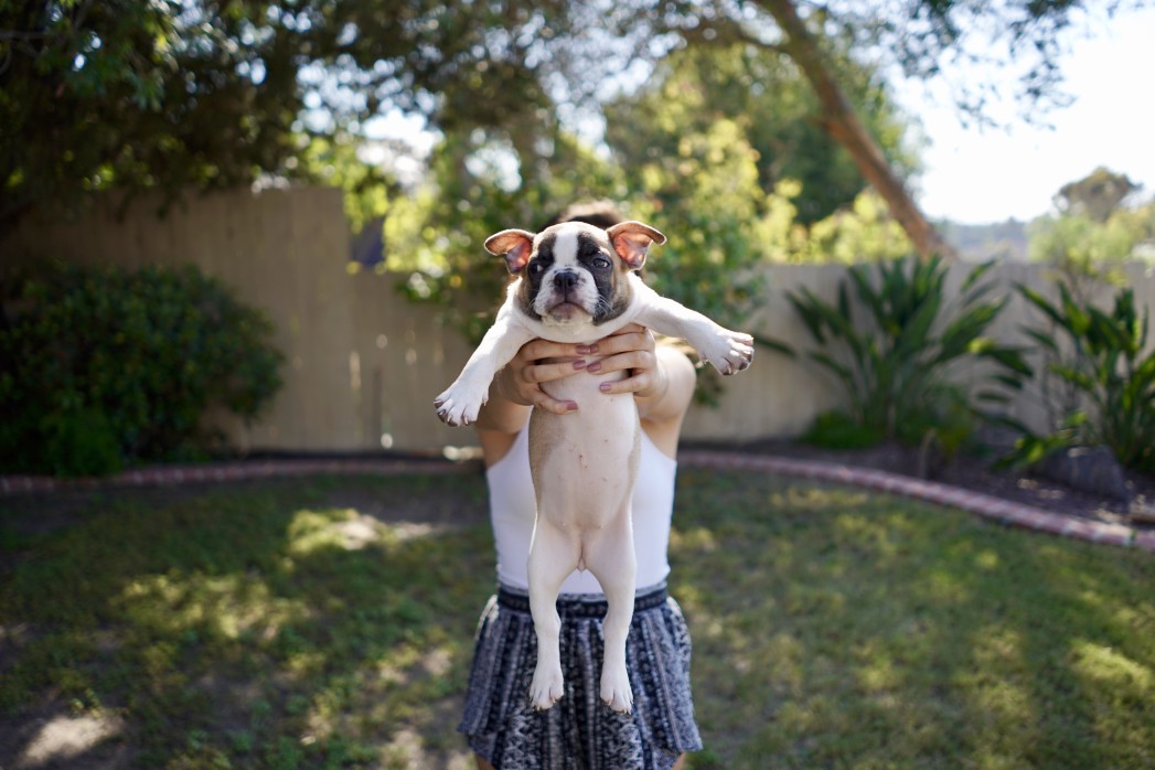 french bulldog's nails