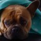 french bulldog ears down