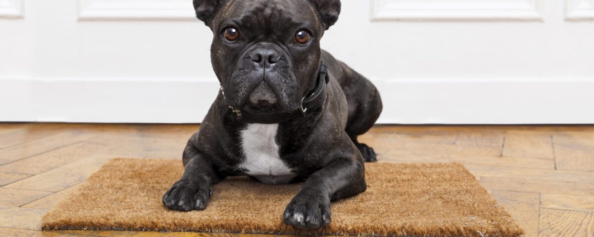 french bulldog collars