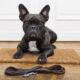 french bulldog collars