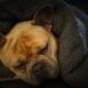 worms in french bulldogs