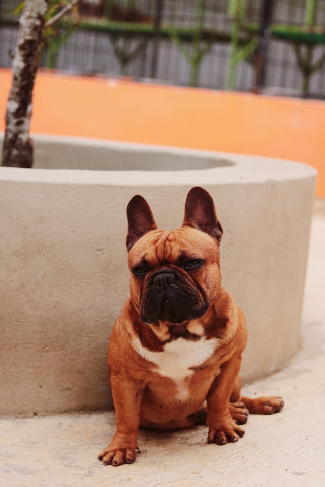 worms in french bulldogs