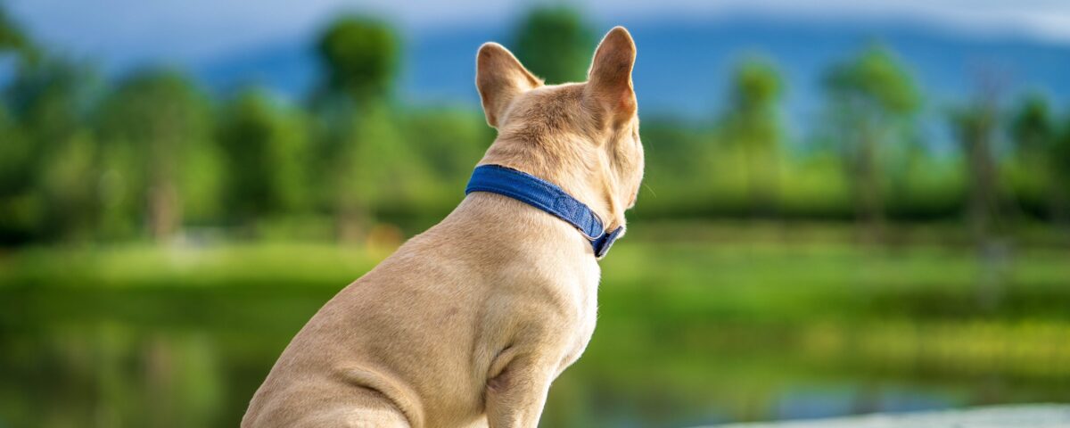 french bulldog losing hair