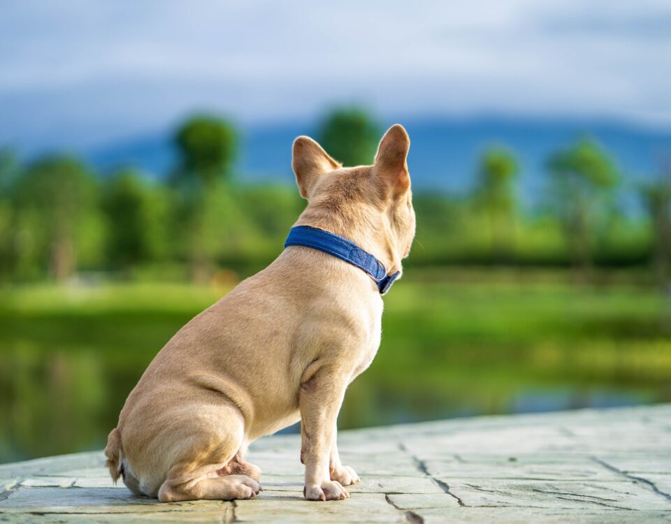 french bulldog losing hair