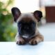 pet insurance for a french bulldog