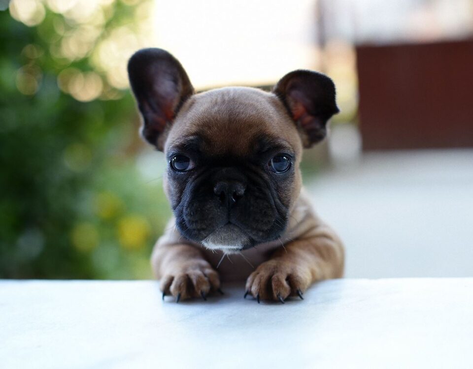 pet insurance for a french bulldog