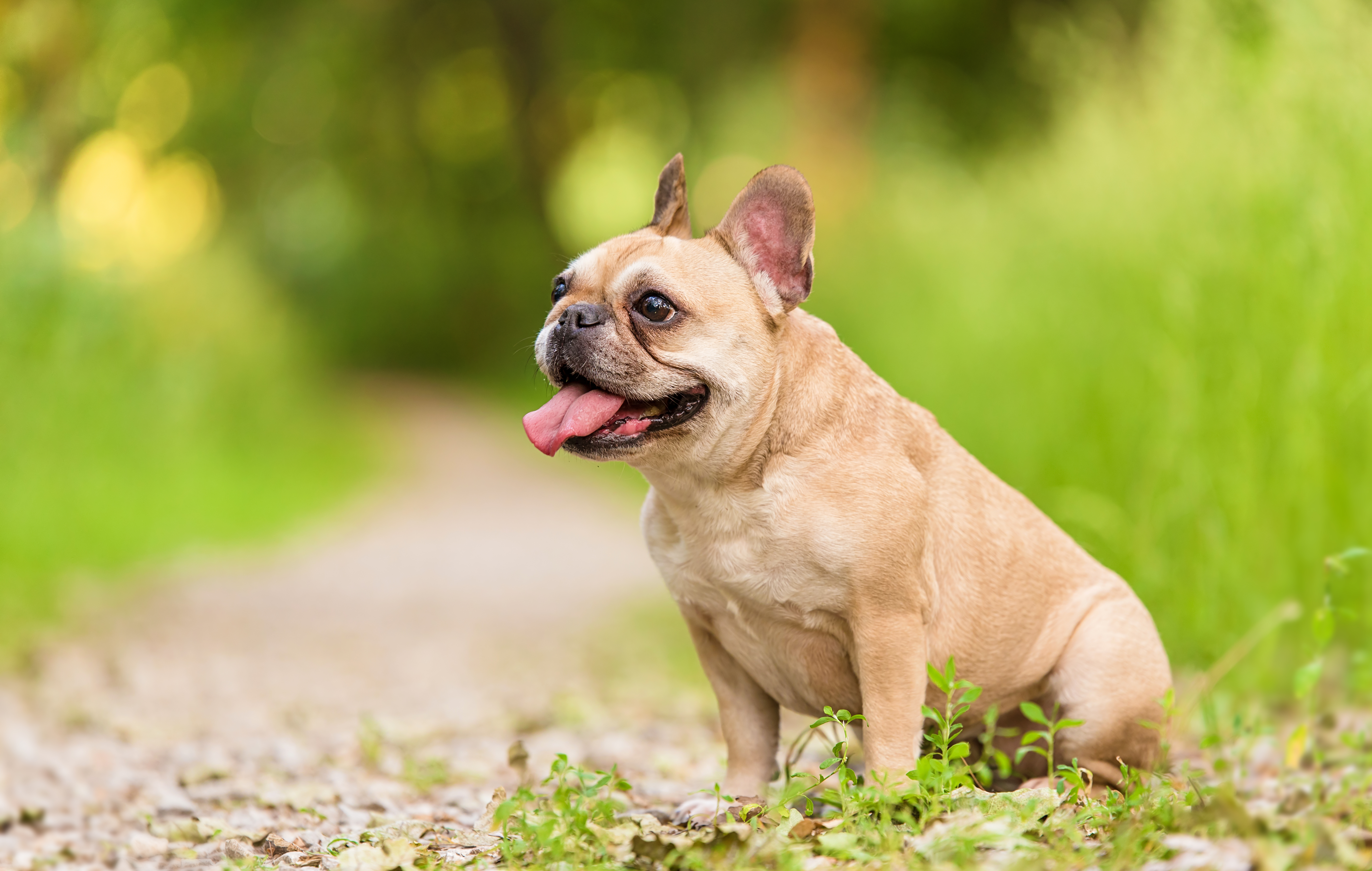 french bulldog vaccination