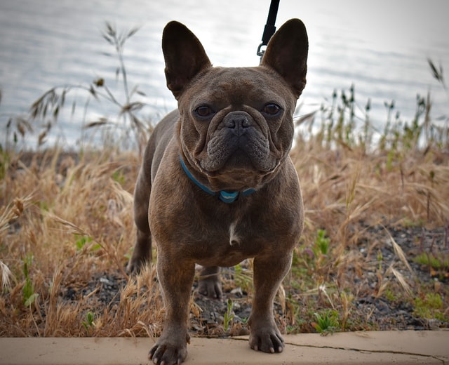 eye discharge in french bulldogs