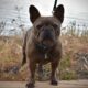french bulldog losing hair
