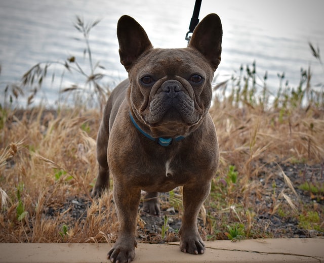 french bulldog losing hair