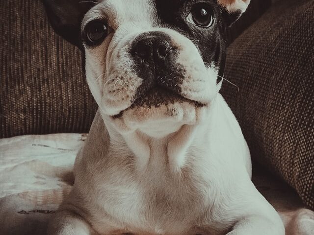 french bulldog licking lips