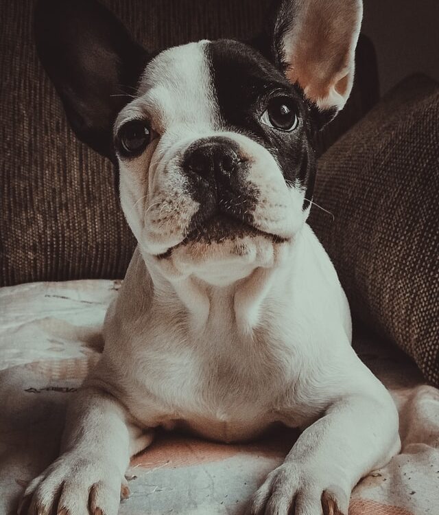 french bulldog licking lips