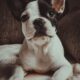 french bulldog licking lips