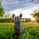 frenchie gifts