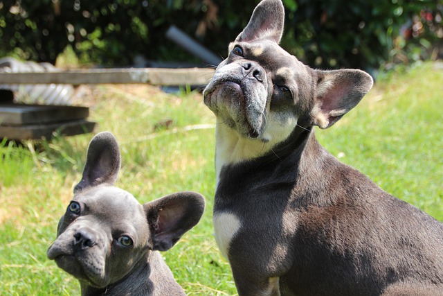 lyme in frenchies