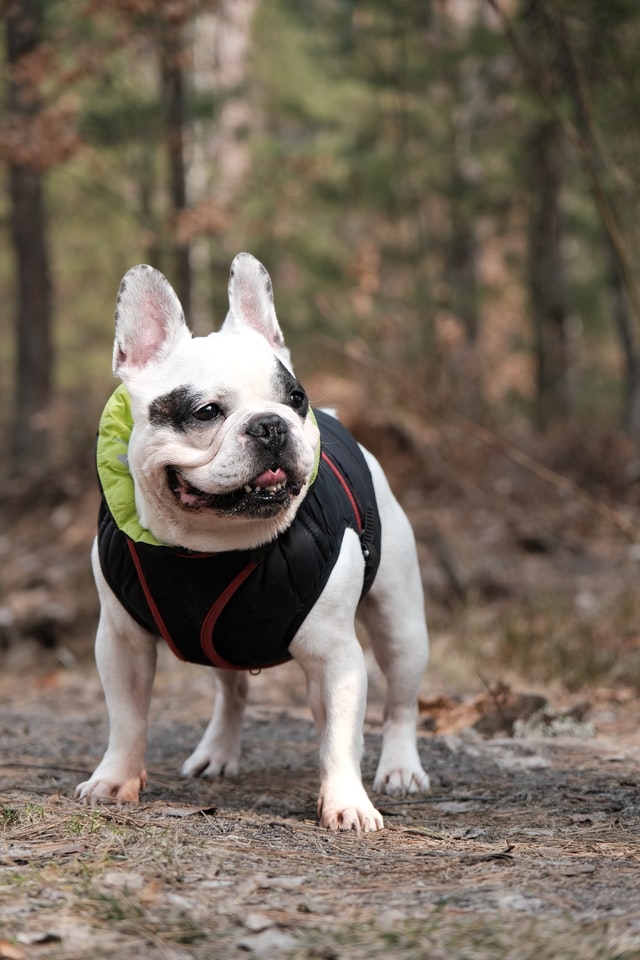 eye discharge in french bulldogs