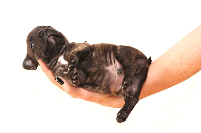 lyme disease in french bulldogs