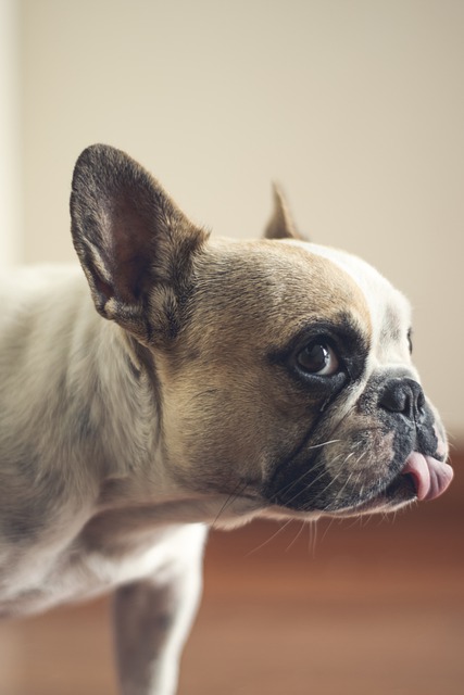 lyme disease in french bulldogs