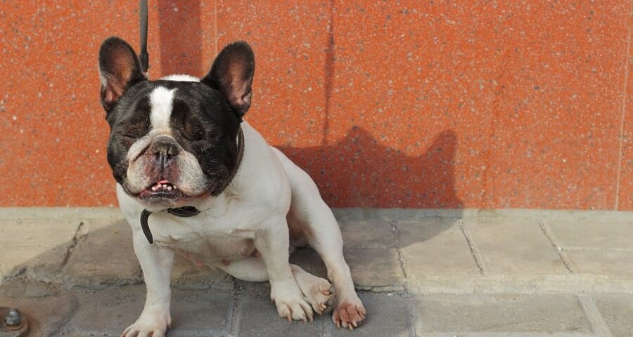 lip licking in french bulldogs