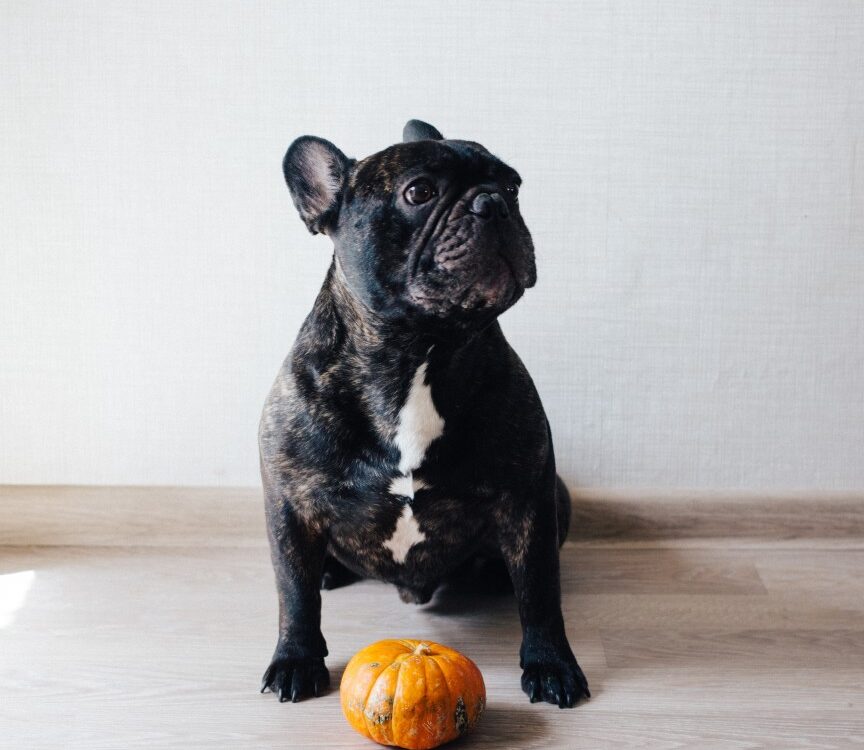 best french bulldog food