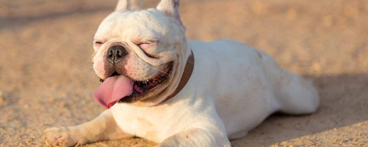 albino french bulldogs