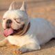albino french bulldogs