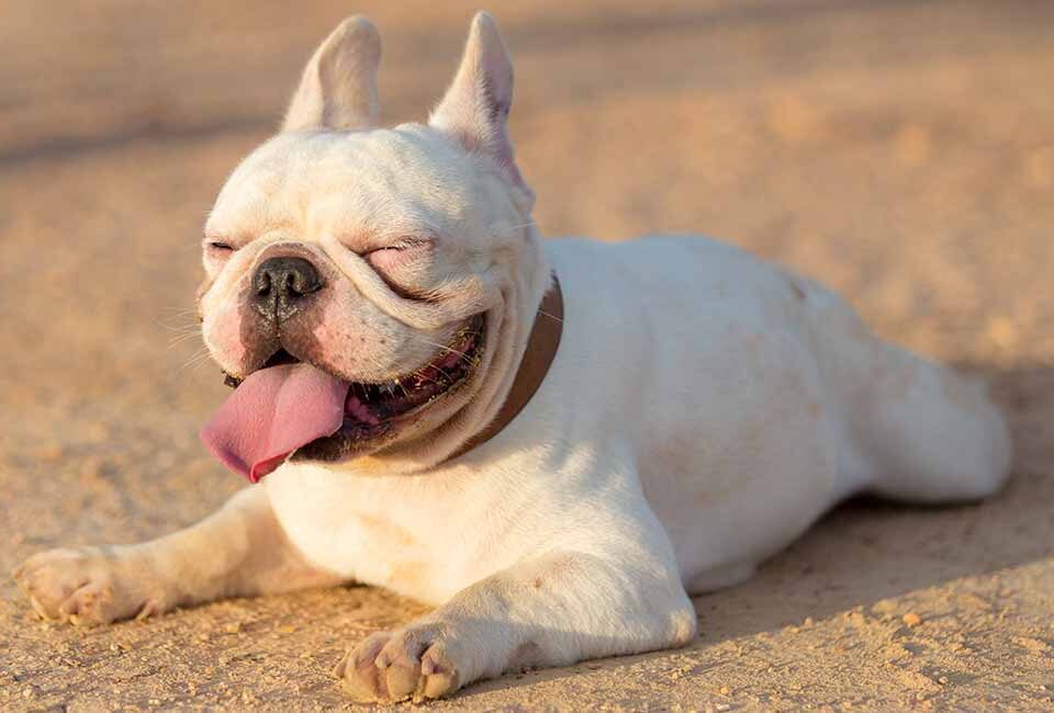 albino french bulldogs