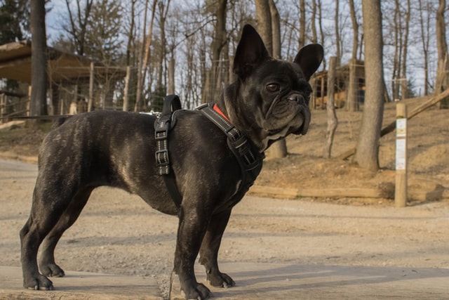 french bulldog pregnancy