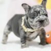Female French bulldog ready for adoption — Jessie