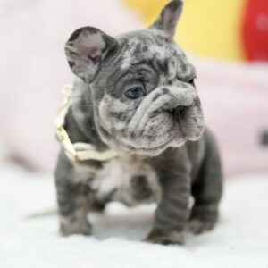 Alternative view of Female French bulldog ready for adoption — Jessie
