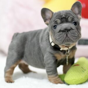 Male French bulldog ready for adoption— Rusty