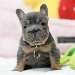 Alternative view of Male French bulldog ready for adoption— Rusty