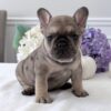 Male French bulldog ready for adoption— Charlie