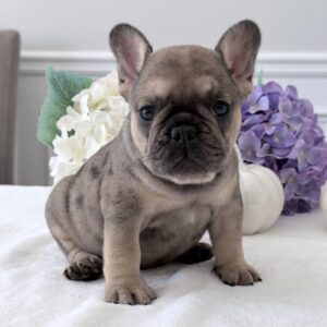 Male French bulldog ready for adoption— Charlie