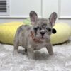 Female French bulldog ready for adoption— Loki