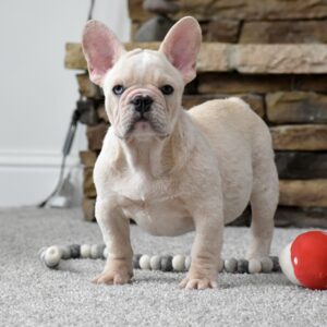 Male French bulldog ready for adoption — Max