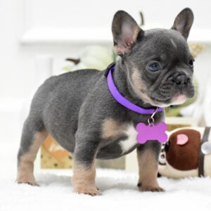 Male French bulldog ready for adoption— Milo