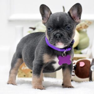 Alternative view of Male French bulldog ready for adoption— Milo