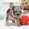 Female French bulldog ready for adoption — Bentley