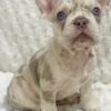 Male French bulldog ready for adoption— Rusty