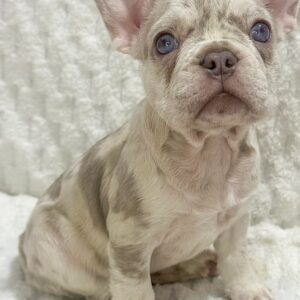 Male French bulldog ready for adoption— Rusty
